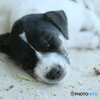Sleeping puppy on the beach