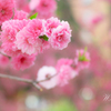 春色