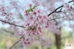 Doi Inthanon も桜が満開