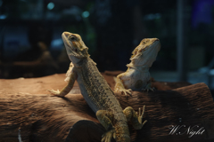 旅の記憶　～SIAM INSECT ZOO～