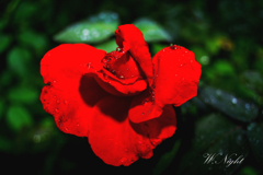 Raindrops