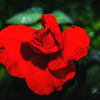 Raindrops