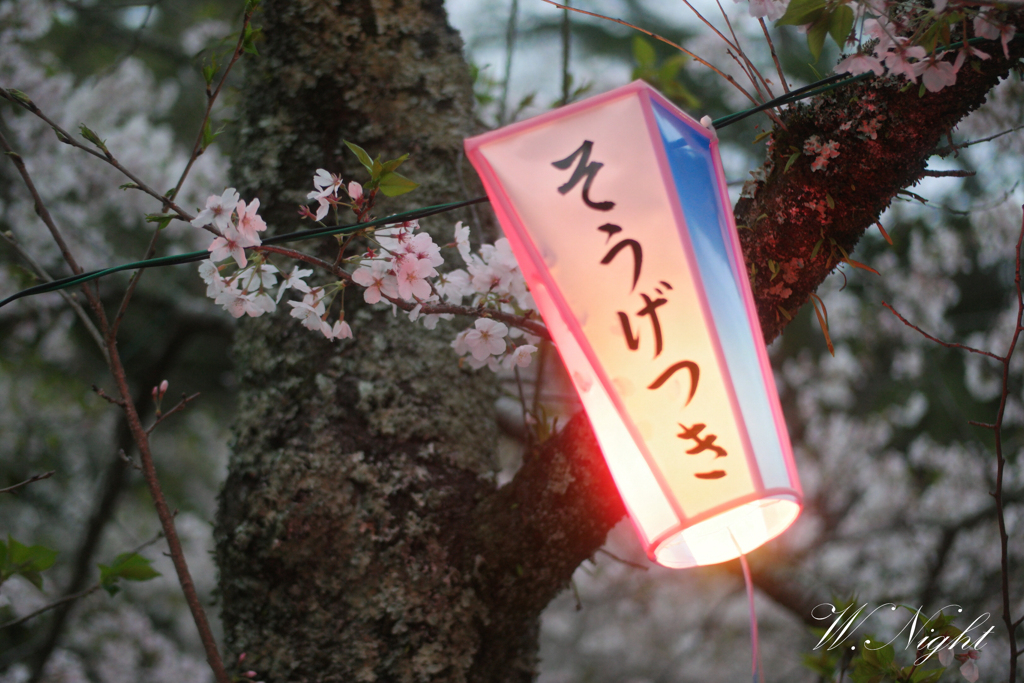夕刻に見上げる桜