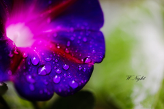 Deep violet in the rain