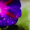 Deep violet in the rain