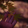 まだ残る　緑