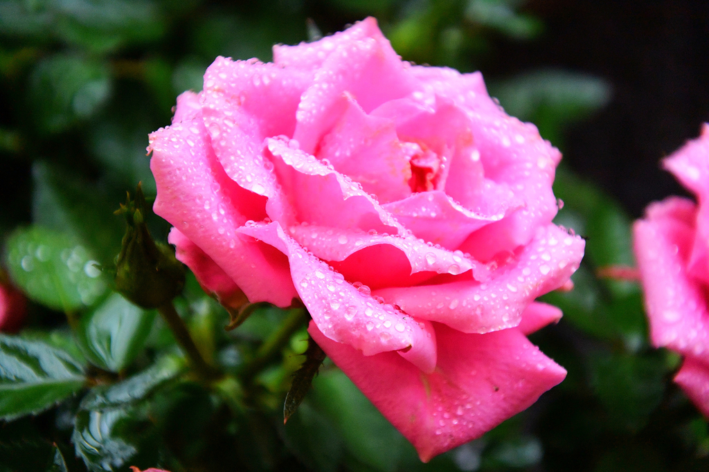 ばらの花