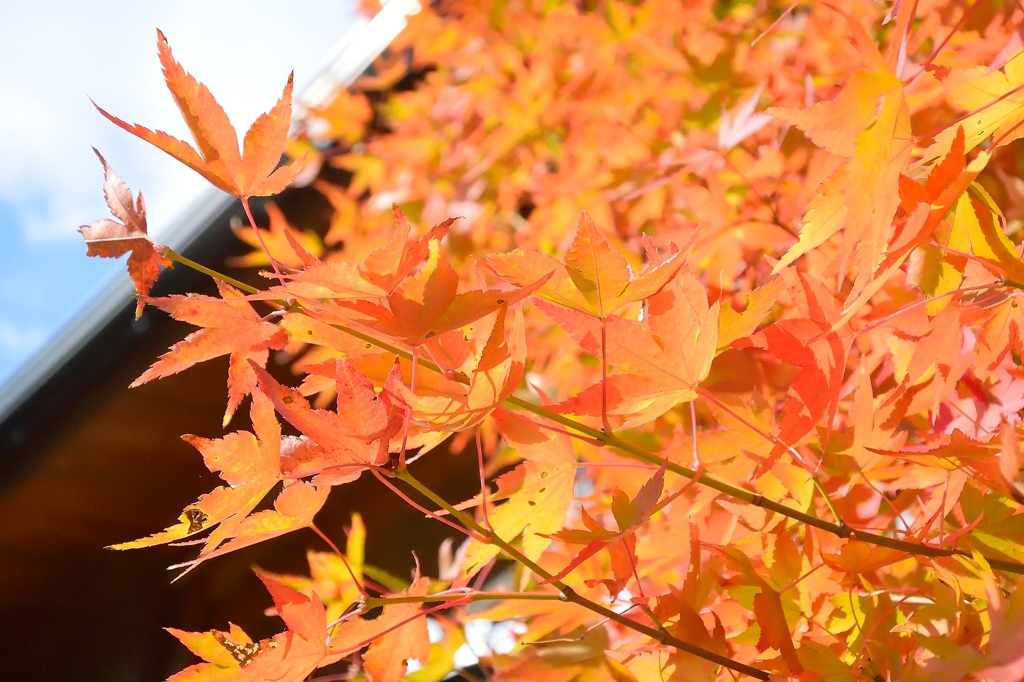 紅葉
