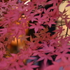 冬に見た紅葉