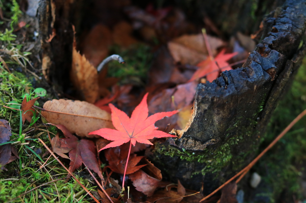 紅葉