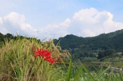 稲と彼岸花