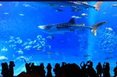 美ら海水族館