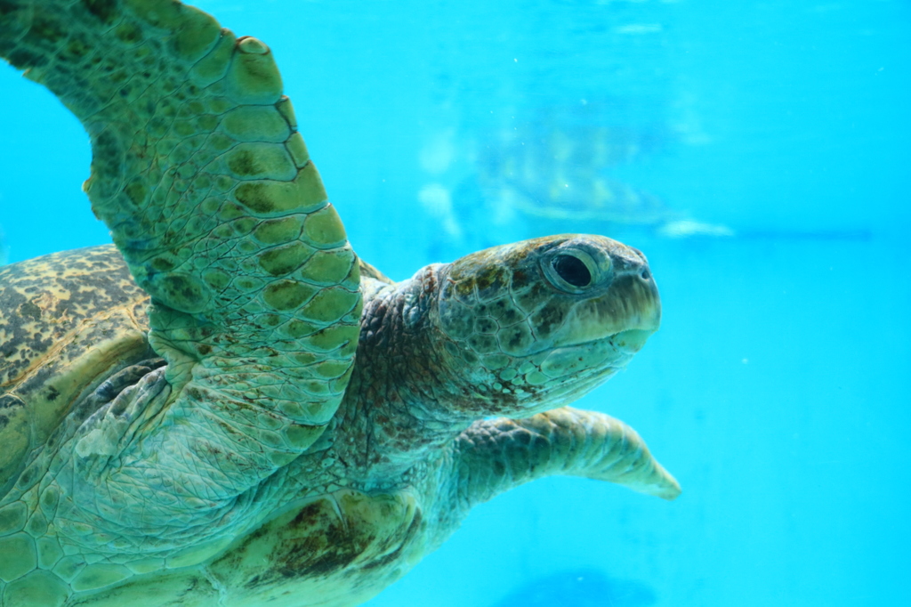 美ら海水族館 カメ