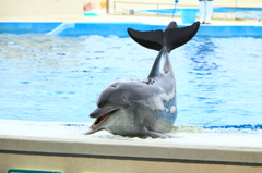 美ら海水族館 イルカ