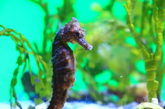 美ら海水族館 タツノオトシゴ