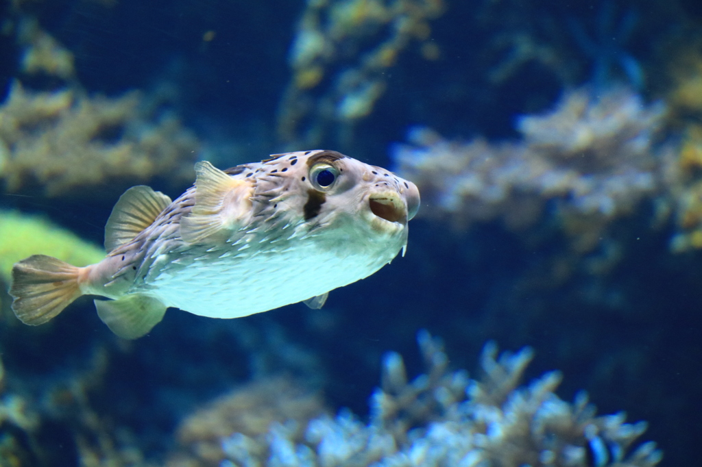 美ら海水族館 フグ