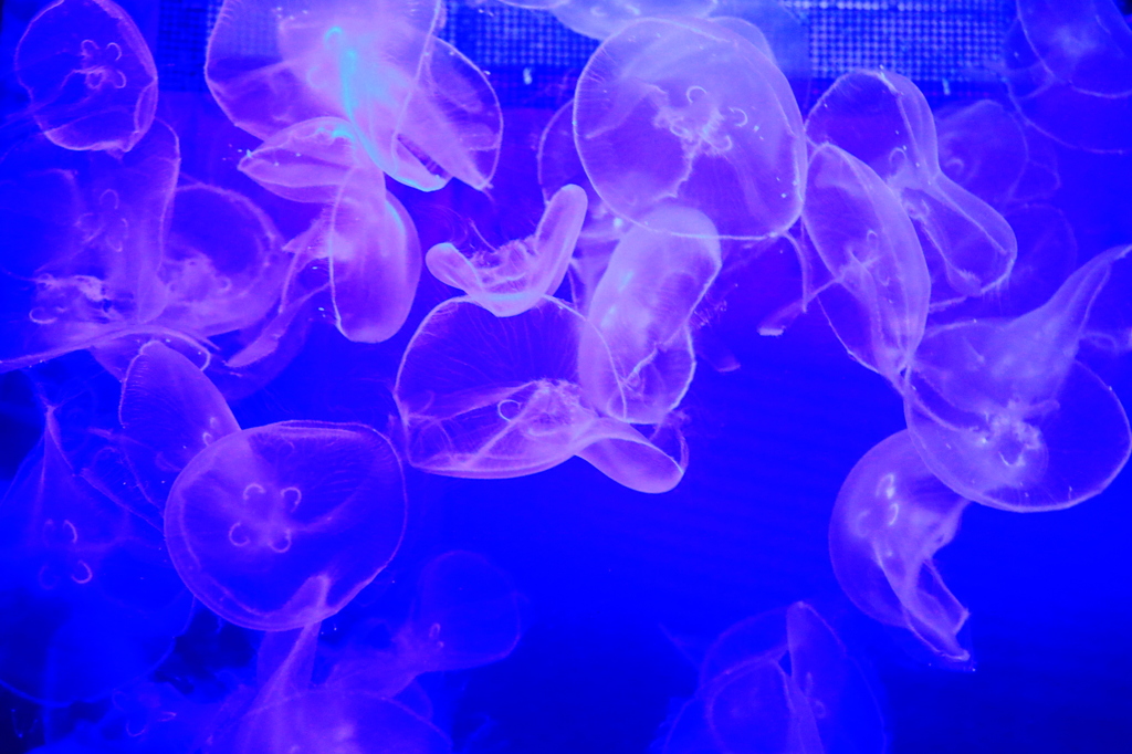 美ら海水族館 クラゲ