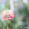 植物園にて…