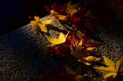 光と紅葉