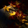 光と紅葉