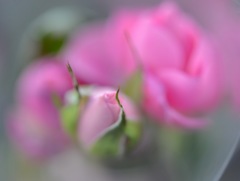 薔薇
