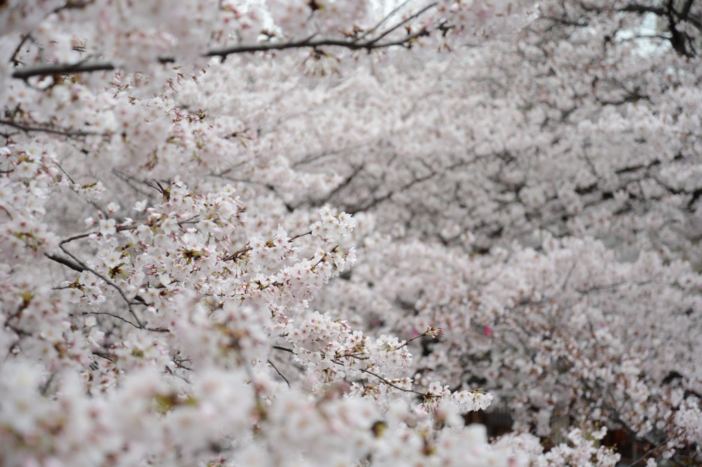 桜満開