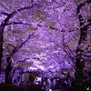 ライトアップに照らされて