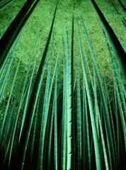 Bamboo