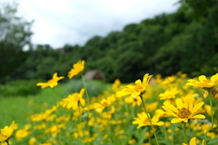 夏の始まり