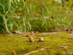 おとしもの