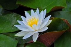 睡蓮  2