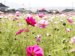 秋桜