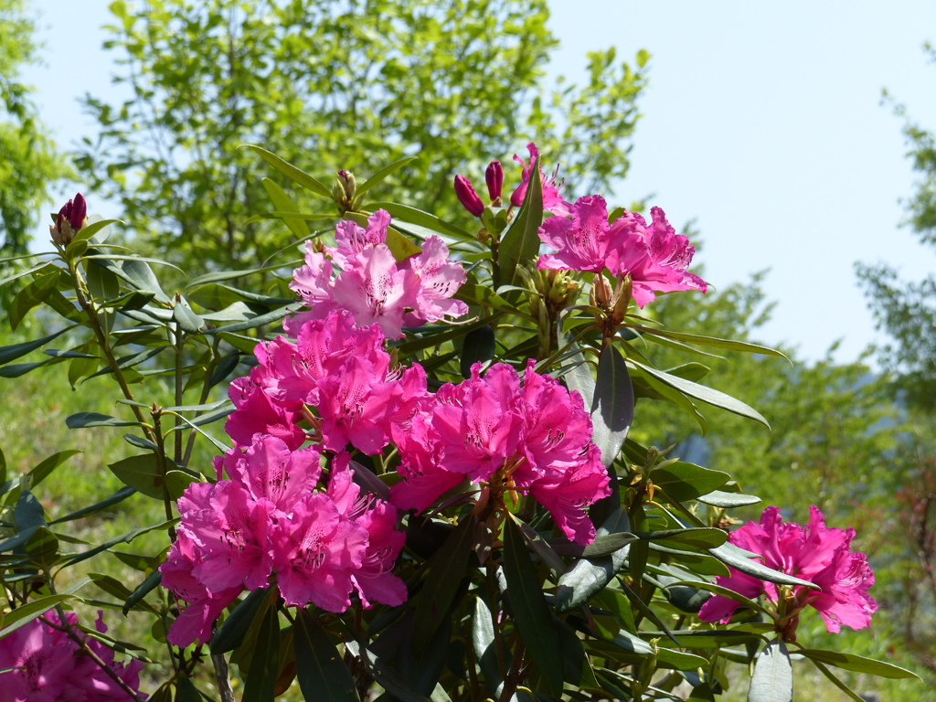 春の花
