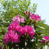 春の花
