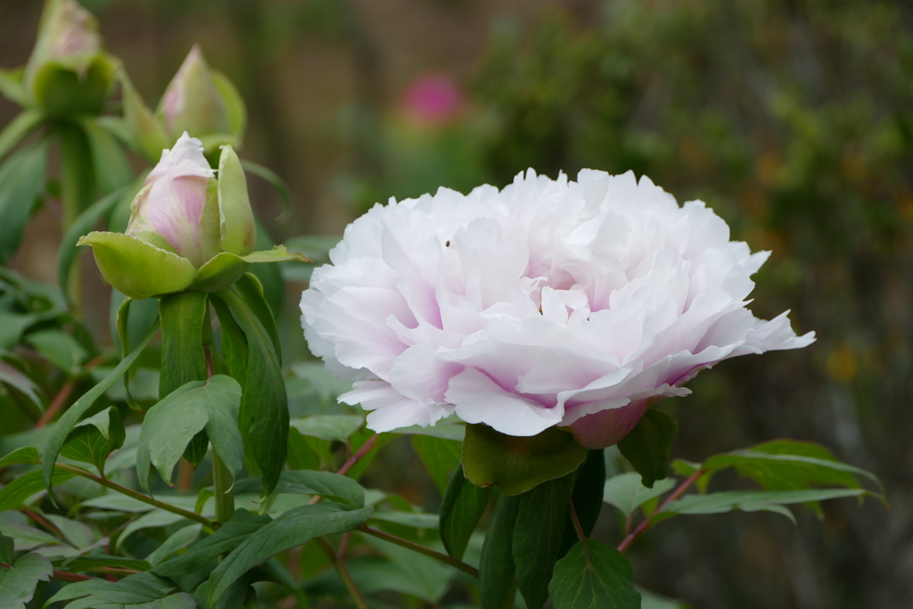 春の花(散歩の途中に)