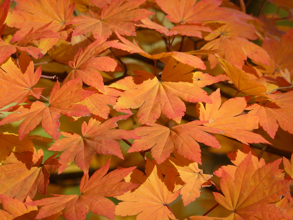 秋の里山で7(紅葉2)