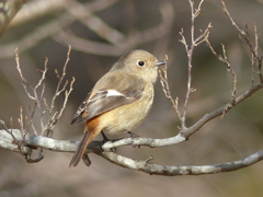 冬の里山で24(ジョウビタキ4)