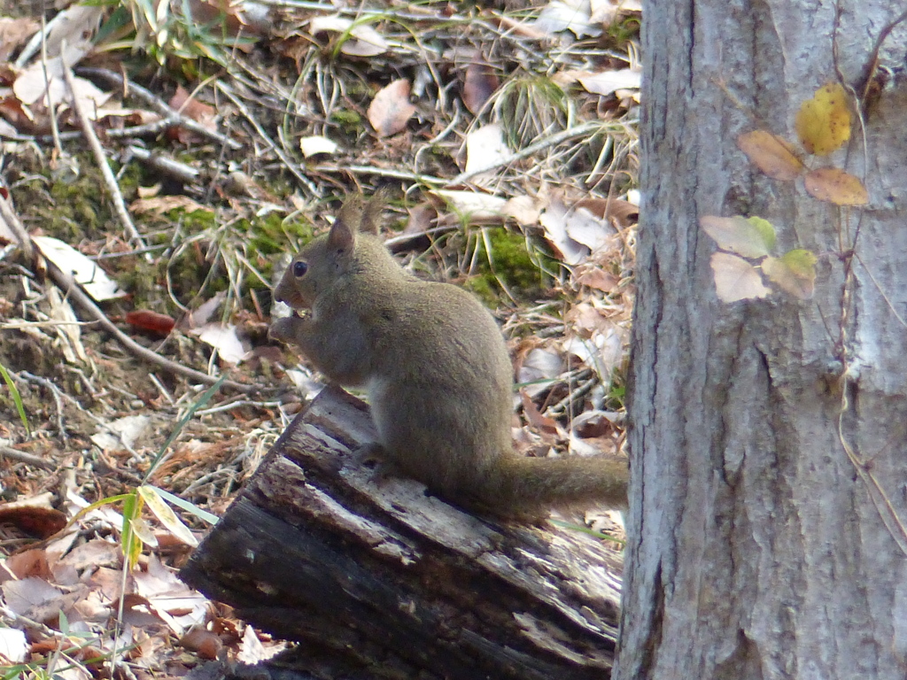 冬の里山で1(リス1)