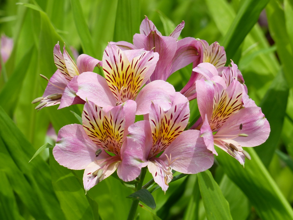 夏の花6 (アリストロメリア)