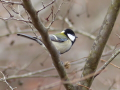 シジュウカラ