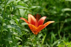 花畑で　