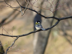 シジュウカラ