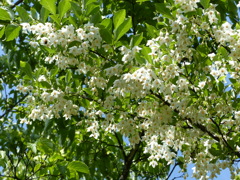 春の里山で11(白い花・・エゴノキ)