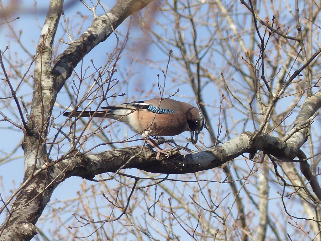 冬の里山で11(カケス)