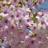 春の花6(桜6)