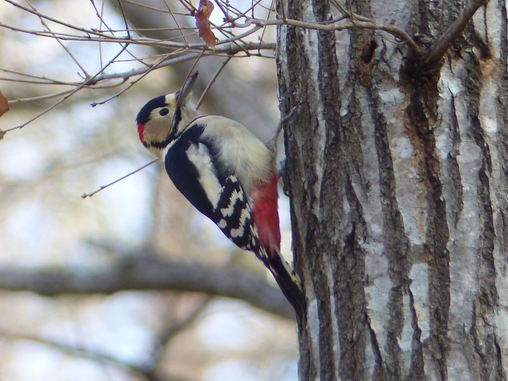 冬の里山で3(アカゲラ)