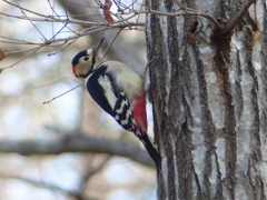 冬の里山で3(アカゲラ)