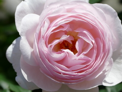 春の花13(バラ3)