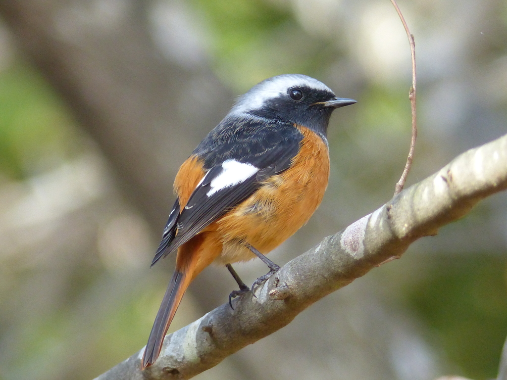 秋の里山で7(ジョウビタキ1)