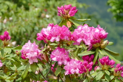 石楠花